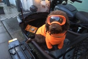 cachorro seguro na moto capacete piloto